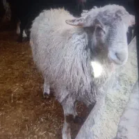 گوسفندزنده با قصاب بره نرموجود