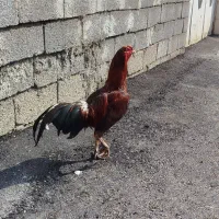 خروس لاری|خوردنی و آشامیدنی|رشت, آزادگان|دیوار