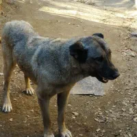 سگ ماده سرابی|سگ|اردبیل, |دیوار