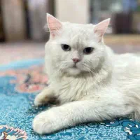 گربه خانگی|گربه|ایرانشهر, |دیوار