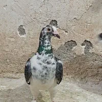 سینه سفید ماده