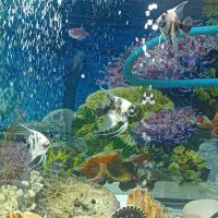 آکواریوم شیشه خم یک متری به همراه وسایل