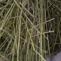 یونجه اعلا خرگوش و خوکچه
