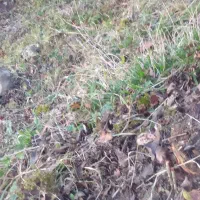 فروش کای لوبیا و کای نخود برای بره وگوسفندوگاو