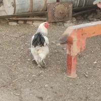 خروس امپراطور برهما اصل