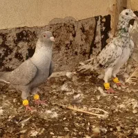 کبوتر