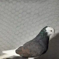 کبوتر پرشی|پرنده|بندر ترکمن, |دیوار