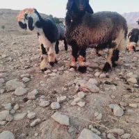 بره قوچی|حیوانات مزرعه|لالی, |دیوار