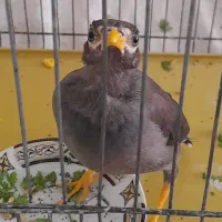 جوجه مینا|پرنده|اصفهان, برزان|دیوار