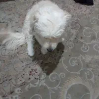 این سگ تربیت شدس واقعا شیتزو اصله و واقعا حرفه ای