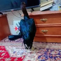 مرغ و خروس|حیوانات مزرعه|چابهار, |دیوار