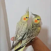 جوجه عروس نر و ماده ۳ماهه  فول رام ودستی تضمینی