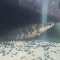 چانا ۴۰سانتی