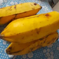 نهال موز با نازلترین قیمت