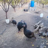 فروش تخم مرغ بوقلمون