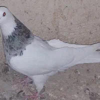 طوقی آبی مشکی سزخ|پرنده|قم, هنرستان|دیوار