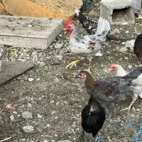جوجه خروس گلین|حیوانات مزرعه|تهران, شهرک ابوذر|دیوار