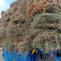 یونجه|خدمات باغبانی و درختکاری|انزل, |دیوار