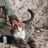 گربه خانگی|گربه|هریس, |دیوار