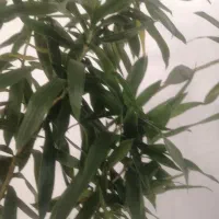 درختچه|گل و گیاه طبیعی|تهران, ازگل|دیوار