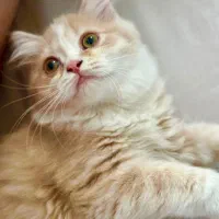 پرشین کت صورت عروسکی