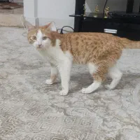 واگذاری گربه نر و ماده