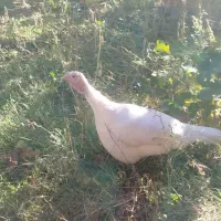 هشترخان هشترخان هشترخان