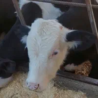 10راس  گوساله نر|حیوانات مزرعه|محمدیه-قزوین, |دیوار