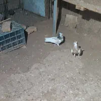 خال افشون