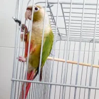 طوطی.گرینچیک.دستی و برزیلی