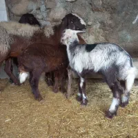 ۶راس گوسفند و ۷ بره معاوضه|حیوانات مزرعه|هندمینی, |دیوار