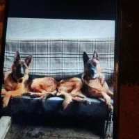 واگذاری توله ژرمن|سگ|لاهیجان, لیالستان|دیوار