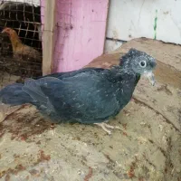 جوجه سینه سیاه درجه یک چش چنگ سفید و طوقی به شرط