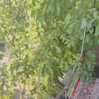 ویلایی دو طبقه چهارباغ سهیلیه زعفرانیه تکبرگ۶دانگ|فروش خانه و ویلا|کرج, فاز ۲ مهرشهر|دیوار