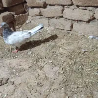 کفتر|پرنده|ملک‌آباد, |دیوار