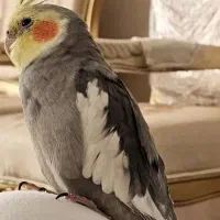 عروس هلندی گمشده