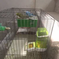 یگ جفت مرغ عشق سالم