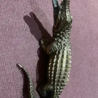 تمساح برنز وارداتی