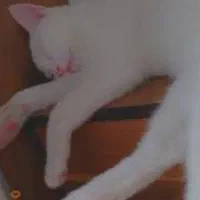 واگذاری گربه