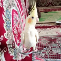 عروس هلندی