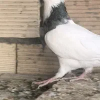 کبوتر طوقی نر الماسی|پرنده|مبارکه, |دیوار