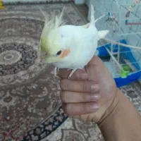 طوطی عروس هلندی|پرنده|دزفول, |دیوار