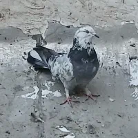 کبوتر کفتر اصفهانی بازی کن