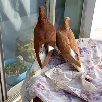 کبوترسرخ وزرددم سفیدکاکلی