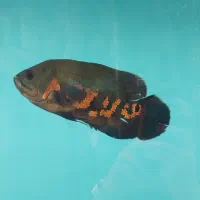 اسکار