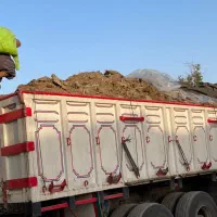 ققنوس کودمرغی