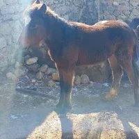حیوانات اهلی|اسب و تجهیزات اسب‌سواری|قوچان, |دیوار