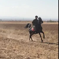 اسب|اسب و تجهیزات اسبسواری|اراک, |دیوار