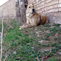 سگ گوسفندی|سگ|نیشابور, مازول|دیوار