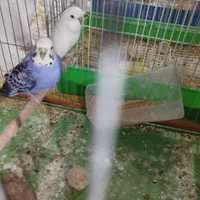 مرغ عشق|پرنده|شیراز, شهرک سراج‎|دیوار